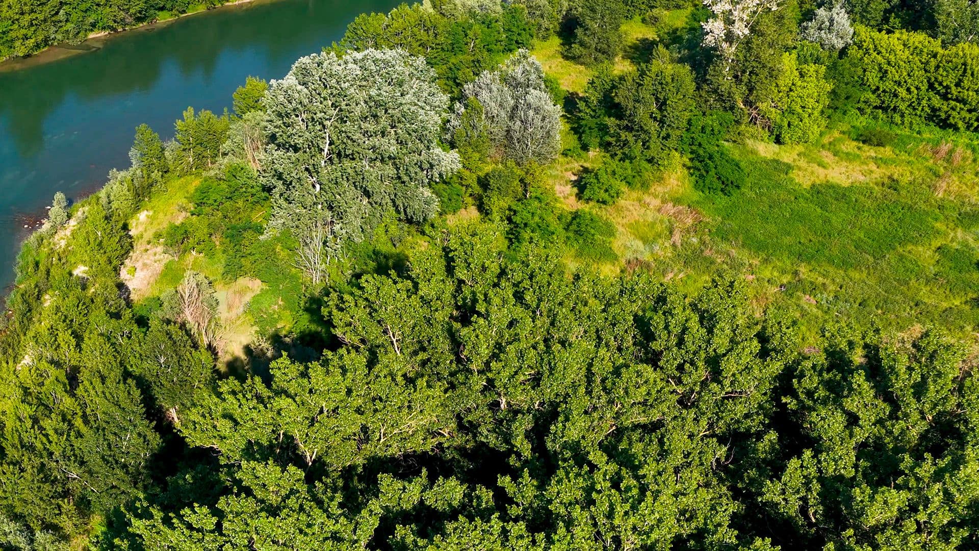 Forest-1.jpg